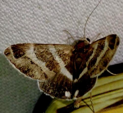 Réf. 331 094 : Grammodes stolida